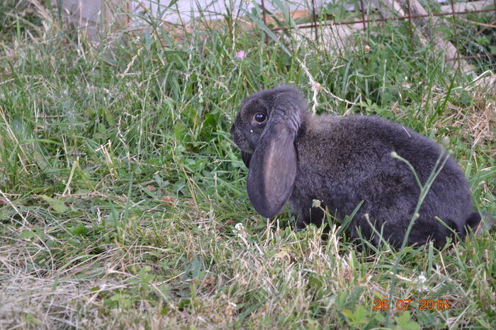 m - MASCULAS GRI FIER