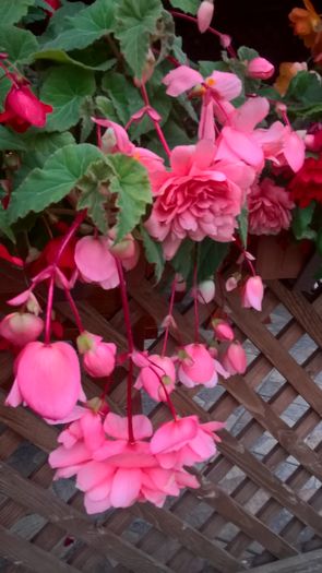 WP_20160726_20_38_53_Pro