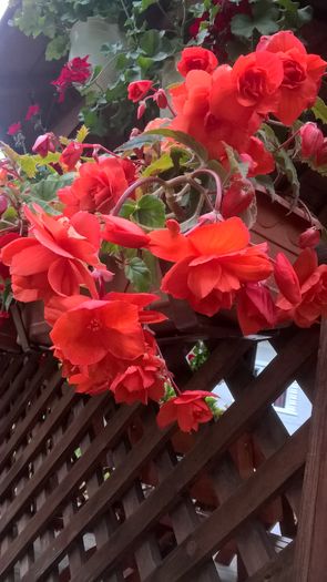 WP_20160726_20_38_00_Pro