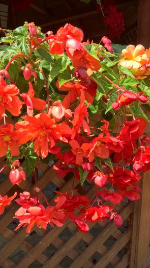 WP_20160726_12_16_19_Pro