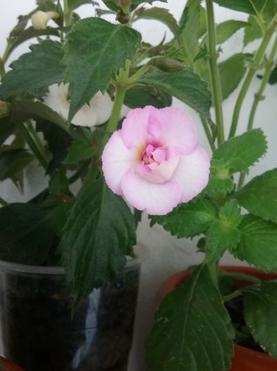20160726_165202 - Double Pink Rose
