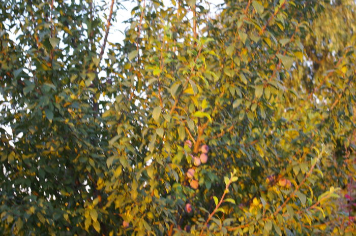 IMGP5757 - 1-emilia si vali