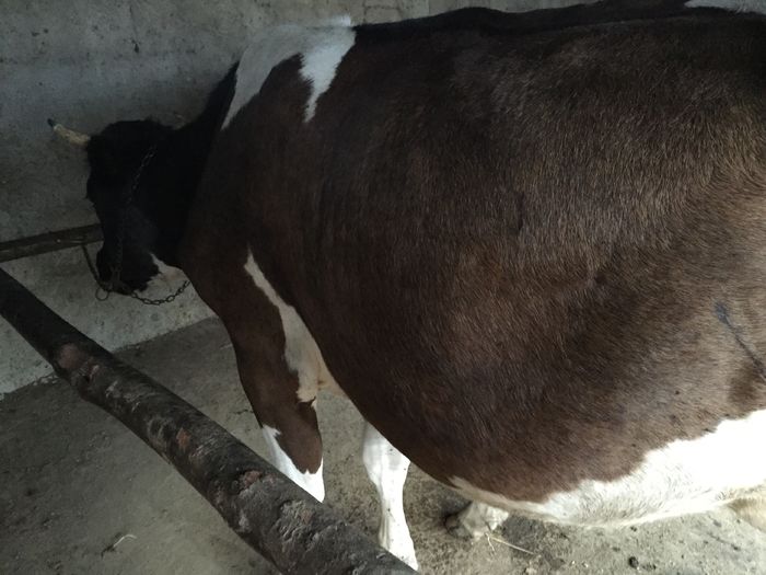 image - Vacutele seara la muls-3