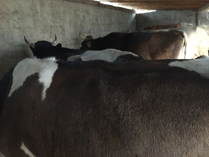 image - Vacutele seara la muls-3