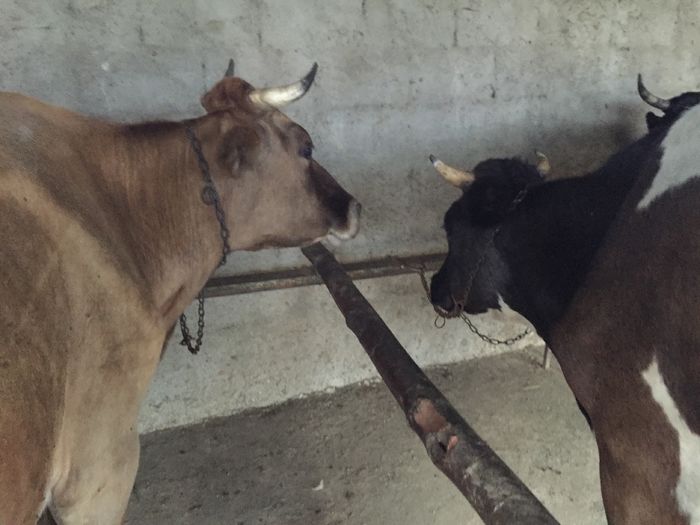 image - Vacutele seara la muls-3