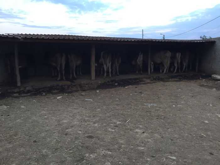 image - Vacutele seara la muls-3