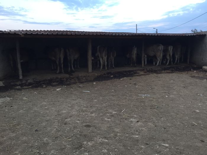 image - Vacutele seara la muls-3