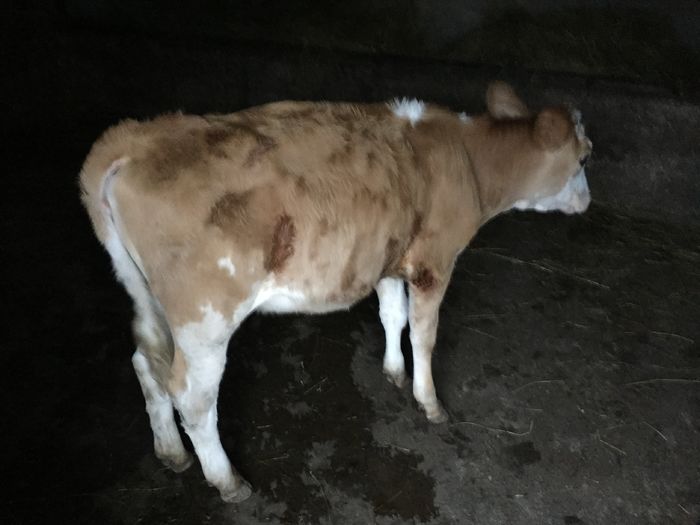 image - Vacutele seara la muls-3