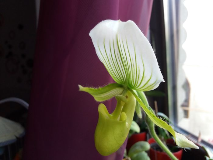 din nou inflorita - Orhidee