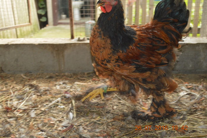 DSC_0472 - tineret 2016