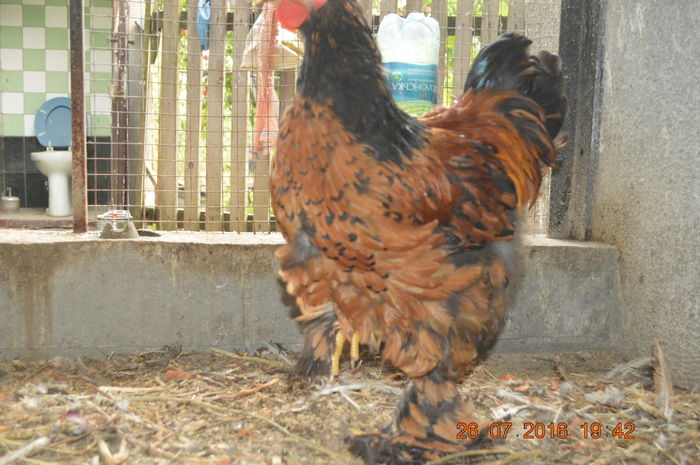 DSC_0473 - tineret 2016