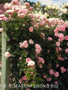 giardina - trandafiri