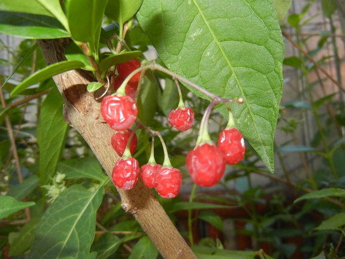 Solanum dulcamara (2016, July 14)