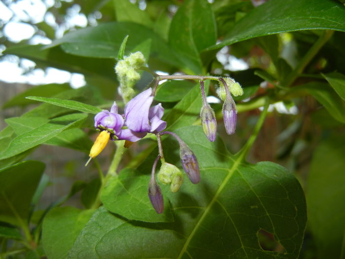 Solanum dulcamara (2016, July 14) - Solanum dulcamara
