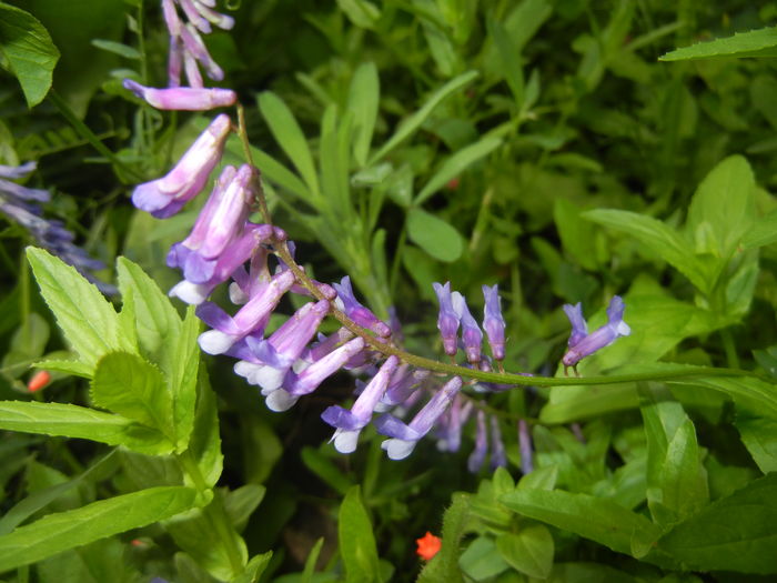 Vicia villosa (2016, June 12) - Vicia villosa_Winter Vetch