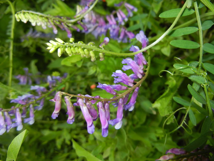 Vicia villosa (2016, June 12) - Vicia villosa_Winter Vetch