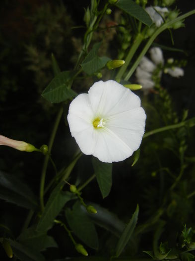 Convolvulus arvensis (2016, July 03) - Convolvulus arvensis