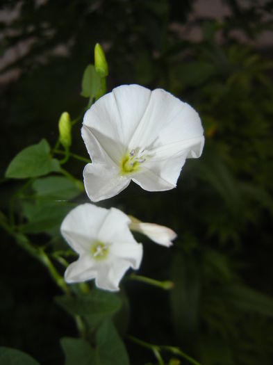 Convolvulus arvensis (2016, July 03) - Convolvulus arvensis