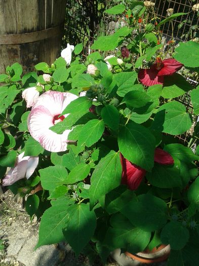20160727_104501