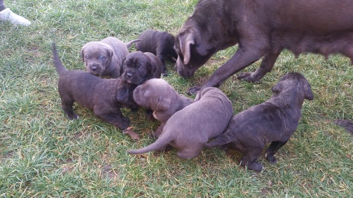 20151225_152201 - cane corso