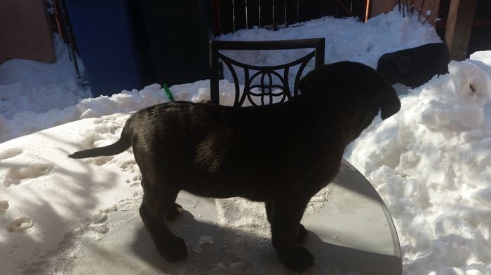 20160124_121424 - cane corso