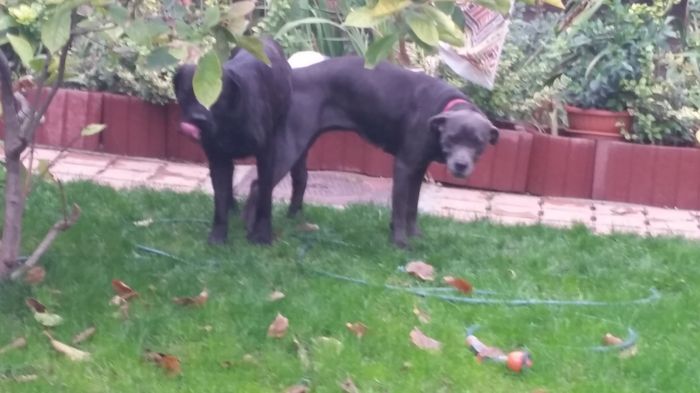 20150929_175357 - cane corso