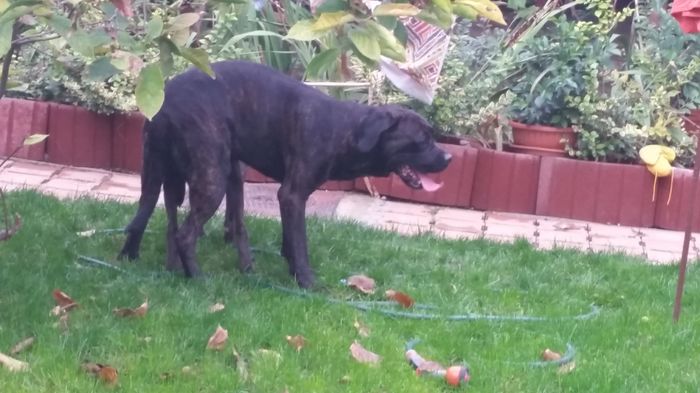 20150929_175334 - cane corso