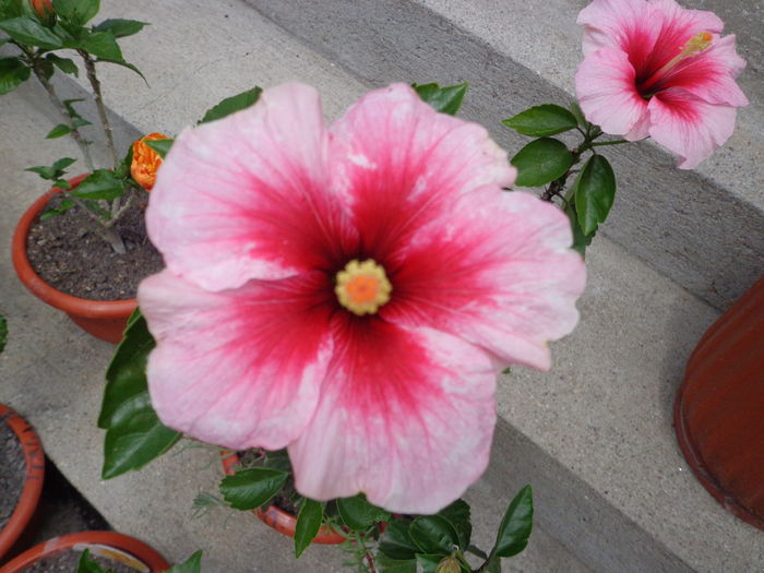 DSC04960 - A1-HIBISCUS 2016