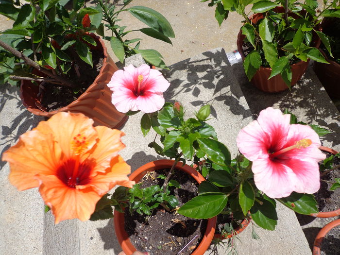 DSC04967 - A1-HIBISCUS 2016