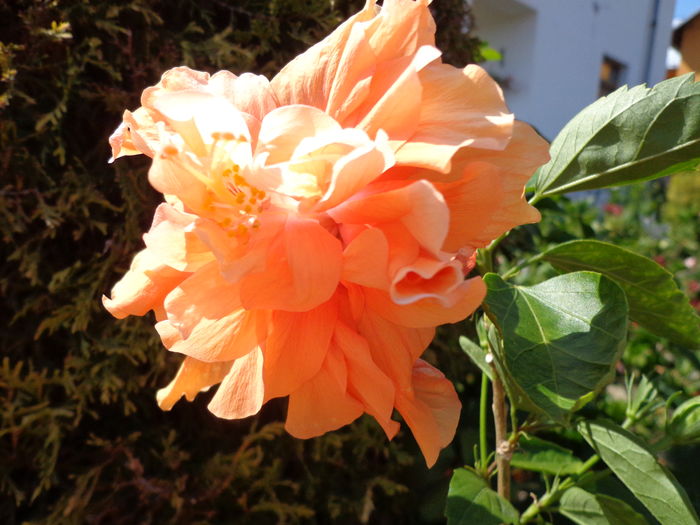 DSC04975 - A1-HIBISCUS 2016