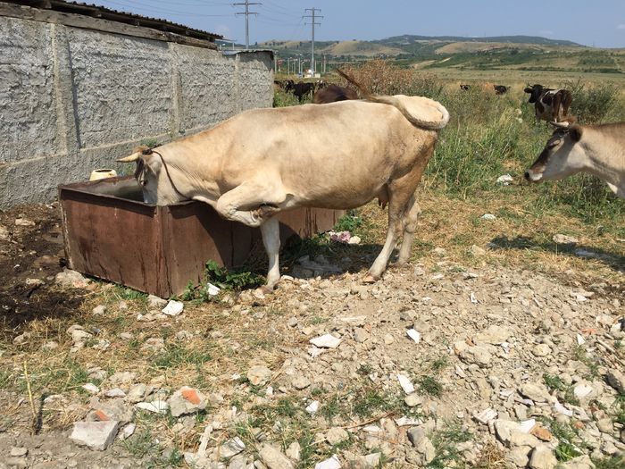 image - Vacutele La apa-1