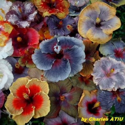 7bb9d06e-f89e-44df-aff6-6a4df060064621 - SEMINTE HIBISCUS TROPICAL MOOREEA august 2016