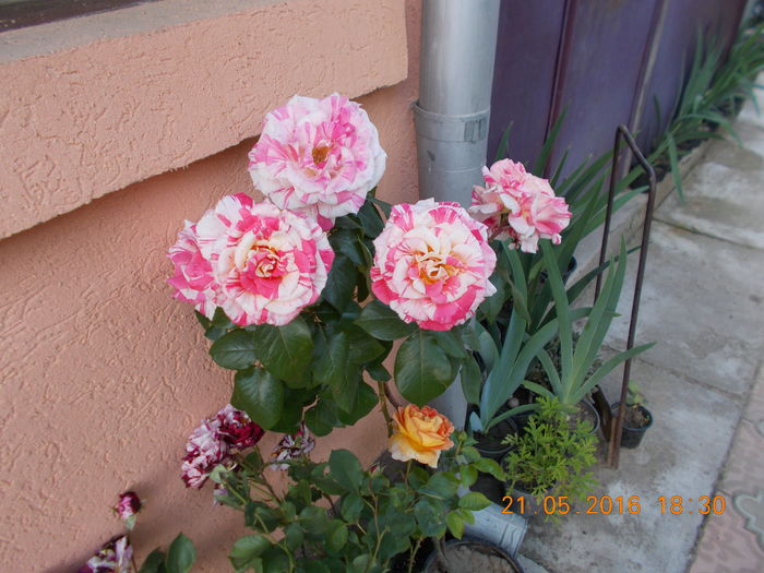 philatellie - TRANDAFIRI 2016