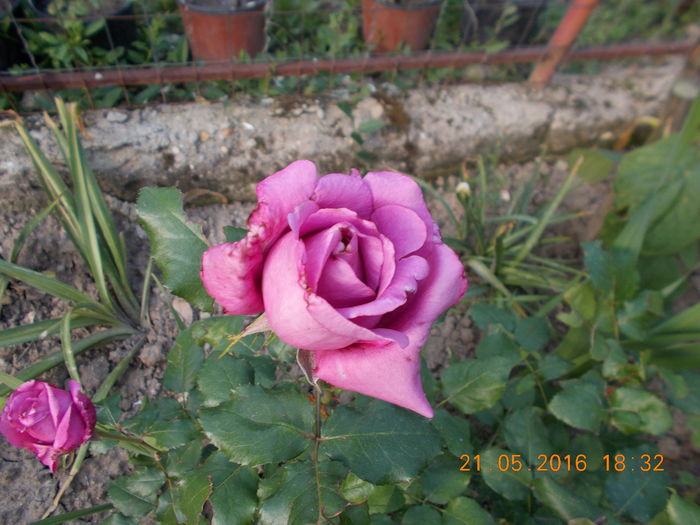 claude brasseur ? - TRANDAFIRI 2016