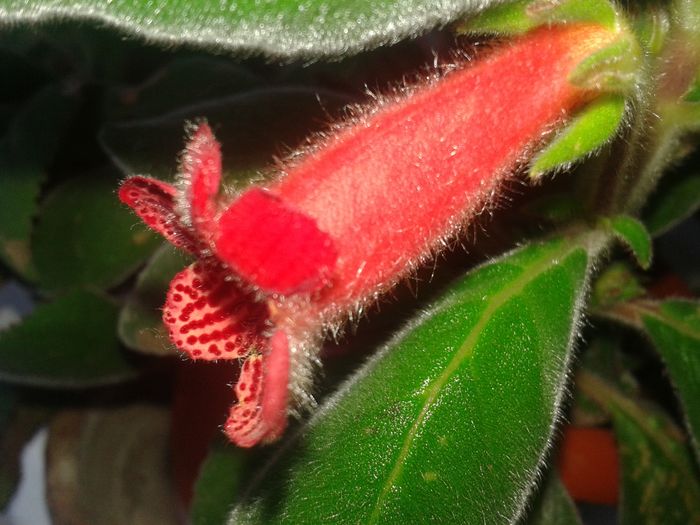 20160720_112323; kohleria
