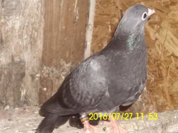 FB_IMG_1469618023719