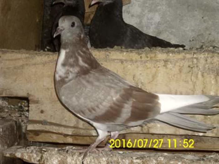 FB_IMG_1469618016821