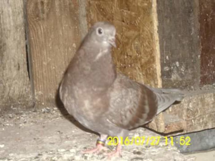 FB_IMG_1469618012870