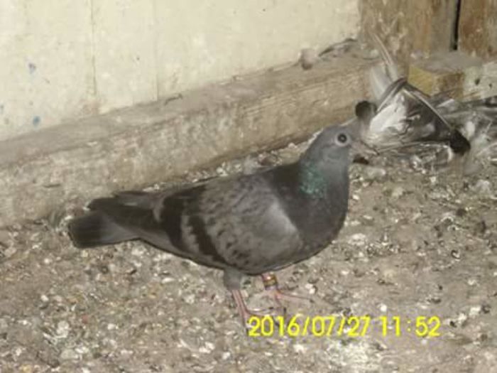 FB_IMG_1469618009405