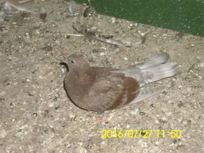 FB_IMG_1469617994542