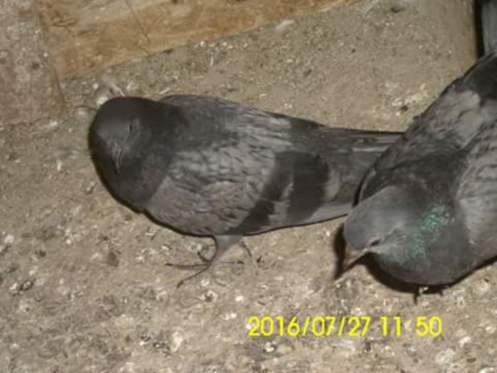 FB_IMG_1469617990388