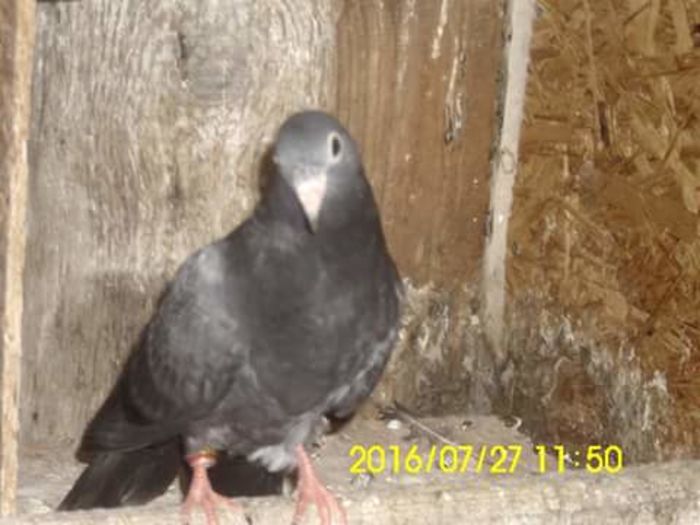 FB_IMG_1469617986745 - Zburător CIUNGI DE PLOIESTI