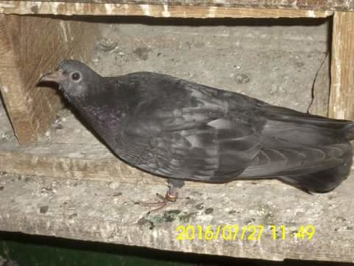 FB_IMG_1469617982673 - Zburător CIUNGI DE PLOIESTI