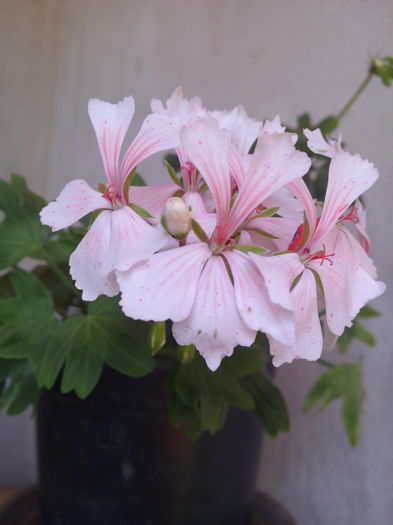 IMG_20160727_135607 - Muscatele mele frumoase 2016