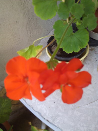 IMG_20160727_135625 - Muscatele mele frumoase 2016