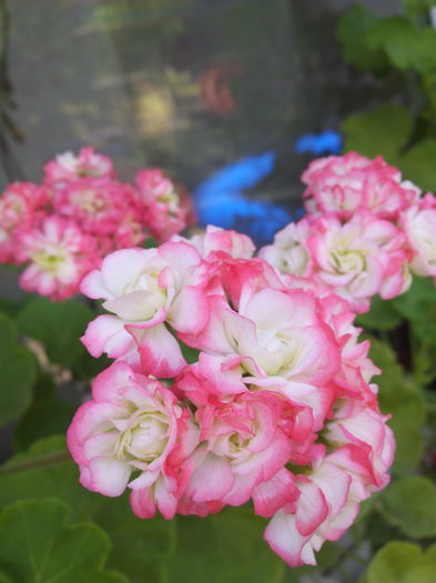 IMG_20160727_135724 - Muscatele mele frumoase 2016