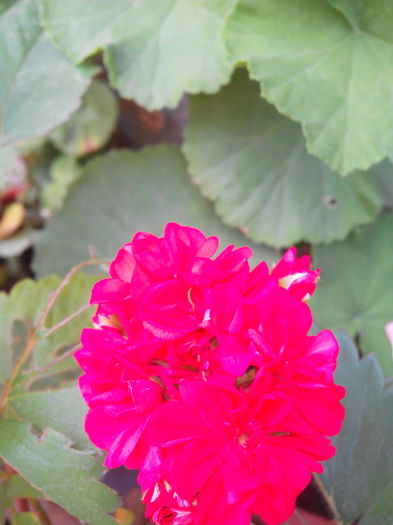 IMG_20160727_135753 - Muscatele mele frumoase 2016