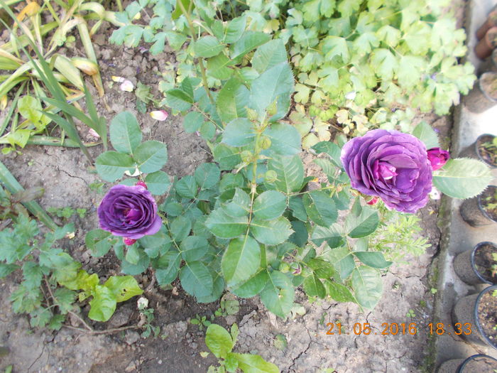 minerva - TRANDAFIRI 2016