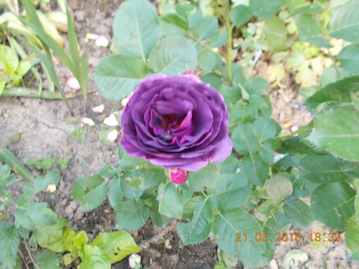 minerva - TRANDAFIRI 2016