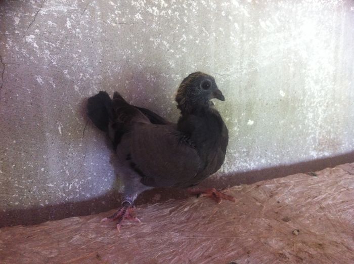 image - Figurita valenciana - cei mai mici porumbei